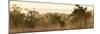 Awesome South Africa Collection Panoramic - Impala Sunrise-Philippe Hugonnard-Mounted Photographic Print
