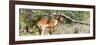 Awesome South Africa Collection Panoramic - Impala-Philippe Hugonnard-Framed Photographic Print