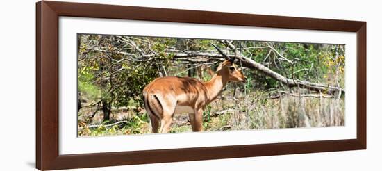 Awesome South Africa Collection Panoramic - Impala-Philippe Hugonnard-Framed Photographic Print