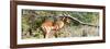 Awesome South Africa Collection Panoramic - Impala-Philippe Hugonnard-Framed Photographic Print