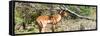 Awesome South Africa Collection Panoramic - Impala-Philippe Hugonnard-Framed Stretched Canvas