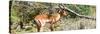 Awesome South Africa Collection Panoramic - Impala-Philippe Hugonnard-Stretched Canvas