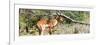 Awesome South Africa Collection Panoramic - Impala-Philippe Hugonnard-Framed Photographic Print