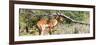 Awesome South Africa Collection Panoramic - Impala-Philippe Hugonnard-Framed Photographic Print