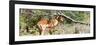 Awesome South Africa Collection Panoramic - Impala-Philippe Hugonnard-Framed Photographic Print