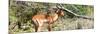 Awesome South Africa Collection Panoramic - Impala-Philippe Hugonnard-Mounted Photographic Print