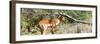 Awesome South Africa Collection Panoramic - Impala-Philippe Hugonnard-Framed Photographic Print