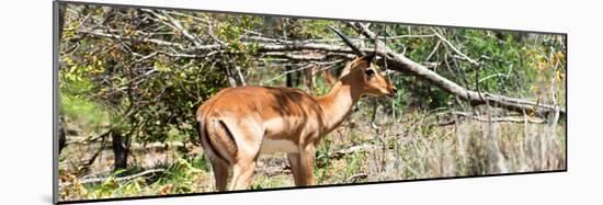 Awesome South Africa Collection Panoramic - Impala-Philippe Hugonnard-Mounted Photographic Print