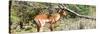 Awesome South Africa Collection Panoramic - Impala-Philippe Hugonnard-Stretched Canvas