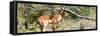 Awesome South Africa Collection Panoramic - Impala-Philippe Hugonnard-Framed Stretched Canvas