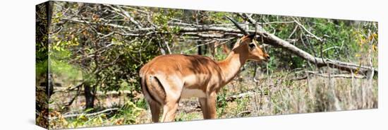 Awesome South Africa Collection Panoramic - Impala-Philippe Hugonnard-Stretched Canvas