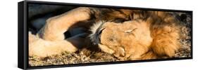 Awesome South Africa Collection Panoramic - Lion sleeping at Sunset-Philippe Hugonnard-Framed Stretched Canvas