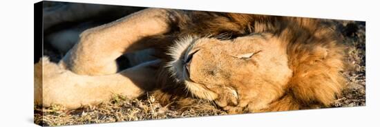 Awesome South Africa Collection Panoramic - Lion sleeping at Sunset-Philippe Hugonnard-Stretched Canvas