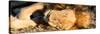 Awesome South Africa Collection Panoramic - Lion sleeping at Sunset-Philippe Hugonnard-Stretched Canvas