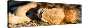Awesome South Africa Collection Panoramic - Lion sleeping at Sunset-Philippe Hugonnard-Stretched Canvas