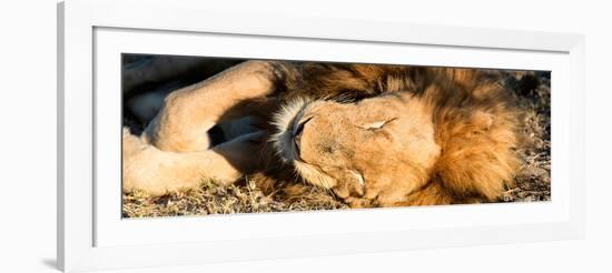 Awesome South Africa Collection Panoramic - Lion sleeping at Sunset-Philippe Hugonnard-Framed Photographic Print