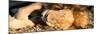 Awesome South Africa Collection Panoramic - Lion sleeping at Sunset-Philippe Hugonnard-Mounted Photographic Print