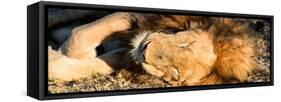 Awesome South Africa Collection Panoramic - Lion sleeping at Sunset-Philippe Hugonnard-Framed Stretched Canvas