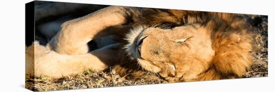 Awesome South Africa Collection Panoramic - Lion sleeping at Sunset-Philippe Hugonnard-Stretched Canvas