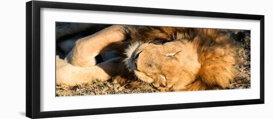 Awesome South Africa Collection Panoramic - Lion sleeping at Sunset-Philippe Hugonnard-Framed Photographic Print