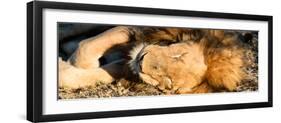 Awesome South Africa Collection Panoramic - Lion sleeping at Sunset-Philippe Hugonnard-Framed Photographic Print