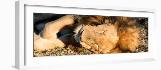 Awesome South Africa Collection Panoramic - Lion sleeping at Sunset-Philippe Hugonnard-Framed Photographic Print