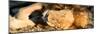 Awesome South Africa Collection Panoramic - Lion sleeping at Sunset-Philippe Hugonnard-Mounted Premium Photographic Print