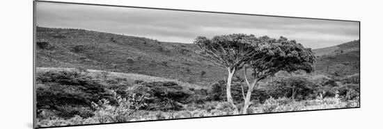 Awesome South Africa Collection Panoramic - Lone Acacia Tree B&W-Philippe Hugonnard-Mounted Photographic Print