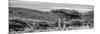 Awesome South Africa Collection Panoramic - Lone Acacia Tree B&W-Philippe Hugonnard-Mounted Photographic Print