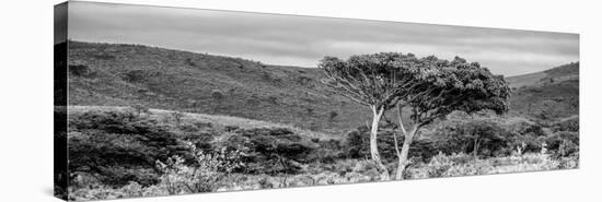 Awesome South Africa Collection Panoramic - Lone Acacia Tree B&W-Philippe Hugonnard-Stretched Canvas