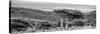 Awesome South Africa Collection Panoramic - Lone Acacia Tree B&W-Philippe Hugonnard-Stretched Canvas