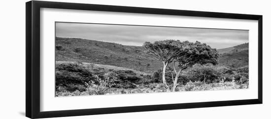 Awesome South Africa Collection Panoramic - Lone Acacia Tree B&W-Philippe Hugonnard-Framed Photographic Print