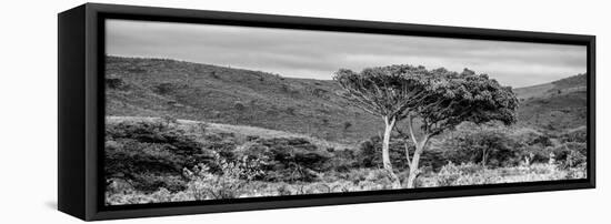 Awesome South Africa Collection Panoramic - Lone Acacia Tree B&W-Philippe Hugonnard-Framed Stretched Canvas