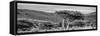 Awesome South Africa Collection Panoramic - Lone Acacia Tree B&W-Philippe Hugonnard-Framed Stretched Canvas