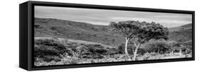 Awesome South Africa Collection Panoramic - Lone Acacia Tree B&W-Philippe Hugonnard-Framed Stretched Canvas