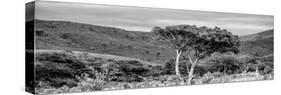 Awesome South Africa Collection Panoramic - Lone Acacia Tree B&W-Philippe Hugonnard-Stretched Canvas