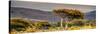 Awesome South Africa Collection Panoramic - Lone Acacia Tree II-Philippe Hugonnard-Stretched Canvas