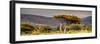 Awesome South Africa Collection Panoramic - Lone Acacia Tree II-Philippe Hugonnard-Framed Photographic Print