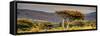 Awesome South Africa Collection Panoramic - Lone Acacia Tree II-Philippe Hugonnard-Framed Stretched Canvas