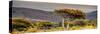 Awesome South Africa Collection Panoramic - Lone Acacia Tree II-Philippe Hugonnard-Stretched Canvas