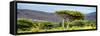 Awesome South Africa Collection Panoramic - Lone Acacia Tree-Philippe Hugonnard-Framed Stretched Canvas