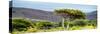 Awesome South Africa Collection Panoramic - Lone Acacia Tree-Philippe Hugonnard-Stretched Canvas
