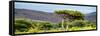 Awesome South Africa Collection Panoramic - Lone Acacia Tree-Philippe Hugonnard-Framed Stretched Canvas