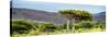 Awesome South Africa Collection Panoramic - Lone Acacia Tree-Philippe Hugonnard-Stretched Canvas