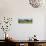 Awesome South Africa Collection Panoramic - Lone Acacia Tree-Philippe Hugonnard-Photographic Print displayed on a wall