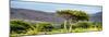 Awesome South Africa Collection Panoramic - Lone Acacia Tree-Philippe Hugonnard-Mounted Photographic Print