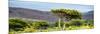 Awesome South Africa Collection Panoramic - Lone Acacia Tree-Philippe Hugonnard-Mounted Photographic Print