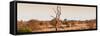 Awesome South Africa Collection Panoramic - Lonely Acacia Tree on the Savannah-Philippe Hugonnard-Framed Stretched Canvas