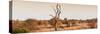 Awesome South Africa Collection Panoramic - Lonely Acacia Tree on the Savannah-Philippe Hugonnard-Stretched Canvas