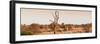 Awesome South Africa Collection Panoramic - Lonely Acacia Tree on the Savannah-Philippe Hugonnard-Framed Photographic Print